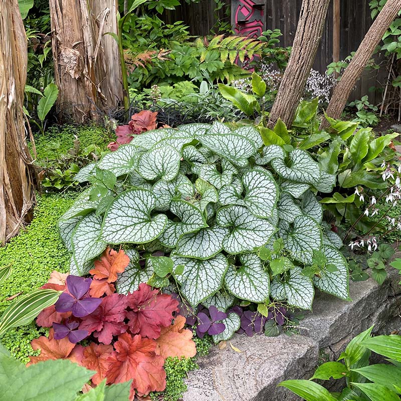 进口宿根心叶牛舌草庭院耐寒地被易活耐阴花卉露台草本彩叶植物-封面