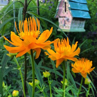 博众喜阳耐阴 金莲花盆栽庭院花园花境耐寒金黄色夏花宿根植物