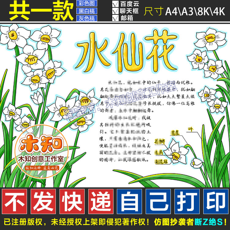 906号水仙花自然笔记手抄报电子模板小学生观察植物生长记录日记
