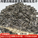 包邮 生瓜子葵花籽内蒙2025新货原味现炒大颗粒薄皮散装 孕妇零食