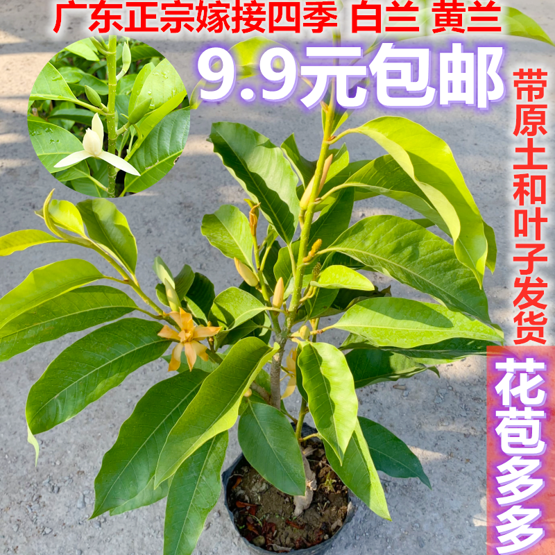 正宗嫁接白兰花苗四季浓香开花黄兰花白玉兰黄角兰花卉玉兰花盆栽 鲜花速递/花卉仿真/绿植园艺 时令草本花卉 原图主图