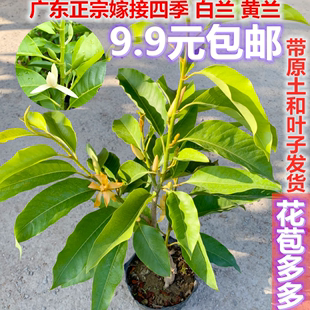 正宗嫁接白兰花苗四季 浓香开花黄兰花白玉兰黄角兰花卉玉兰花盆栽