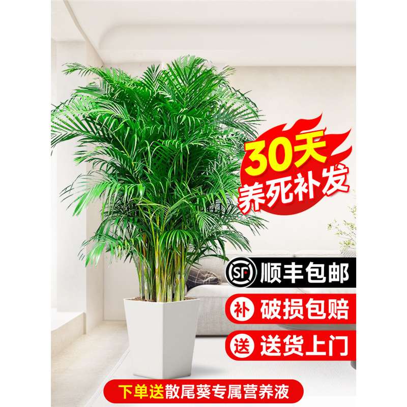 散尾葵绿植物盆栽客厅大型办公室内凤尾竹吸甲醛四季常青好养花卉