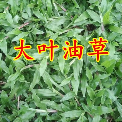 草坪种子大叶地毯巴西抗病