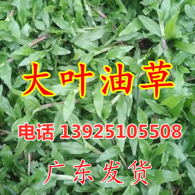 大叶油草 草坪种子庭院别墅美国四季青狗牙根黑麦草草籽耐寒护坡
