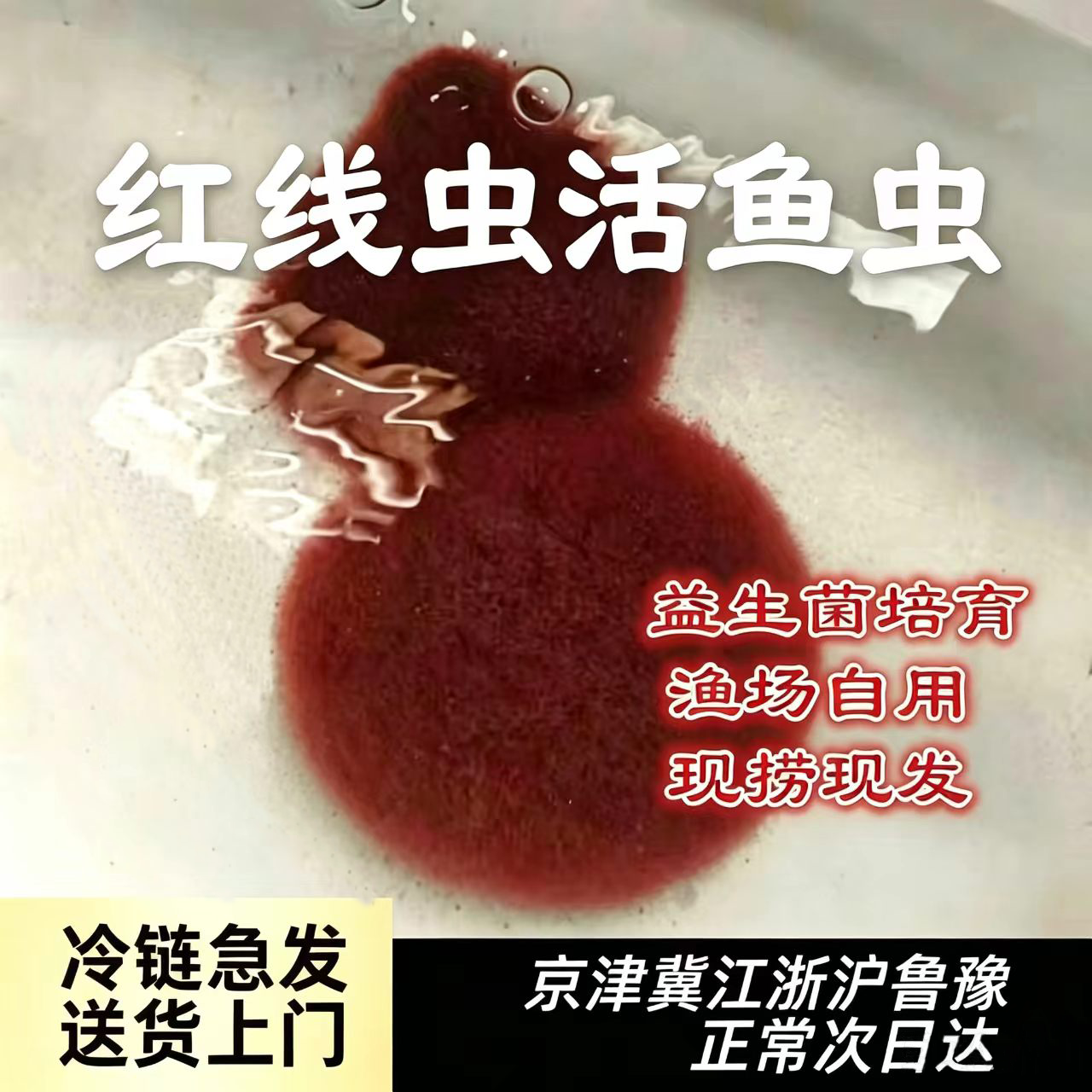 鲜活红线虫水蚯蚓孔雀鱼斗鱼灯鱼黄鳝鳗鱼开口育苗发色高蛋白活饵
