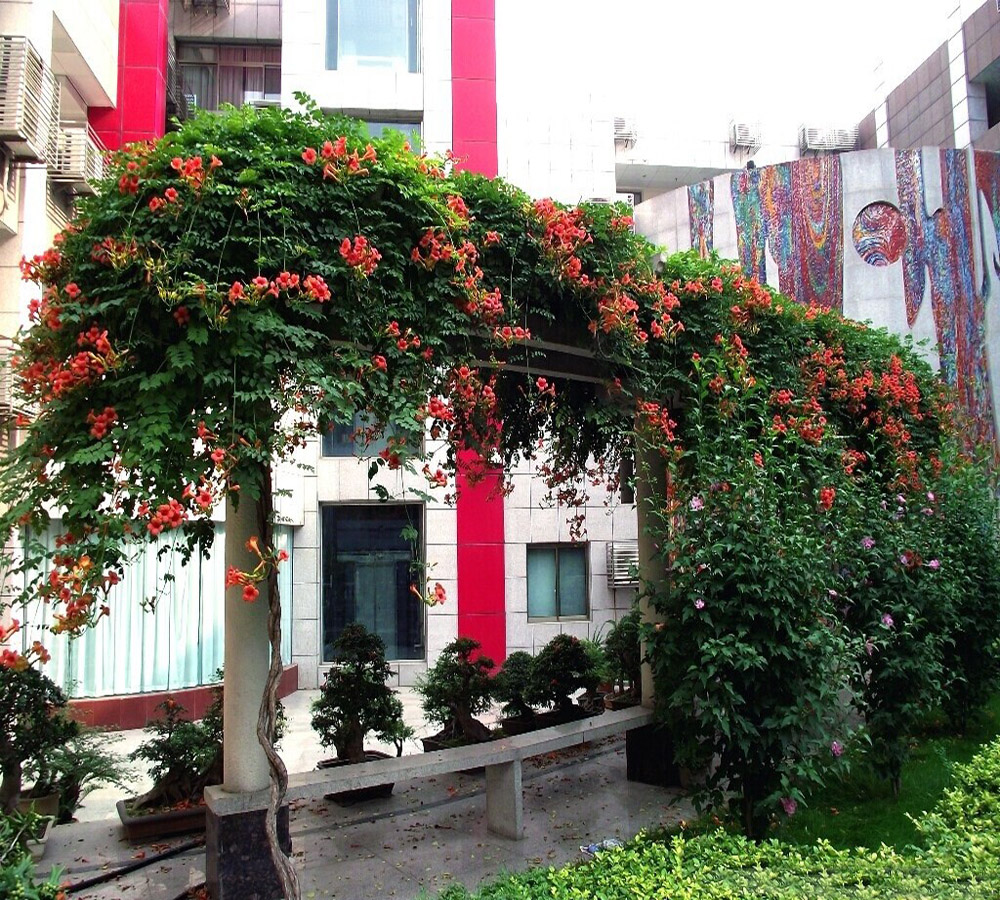 进口凌霄花苗-美国凌霄大苗-阳台庭院绿化攀缘植物-生长速度快