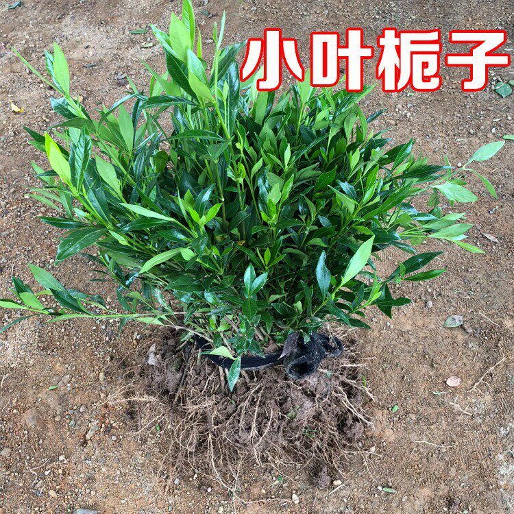 栀子花树苗小苗浓香型大小叶地栽盆栽牡丹栀子阳台庭院绿植枝枝花