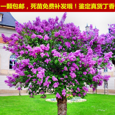 种植盆栽地栽四季常青紫藤丁香花