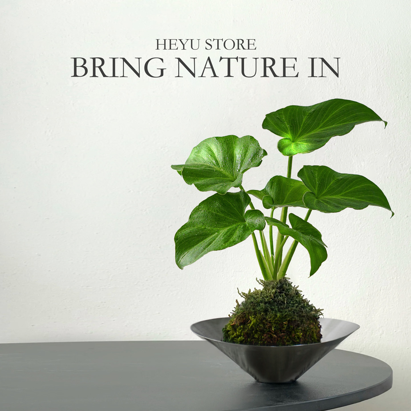 春羽植物苔藓球吉利红绿植办公室桌面绿植
