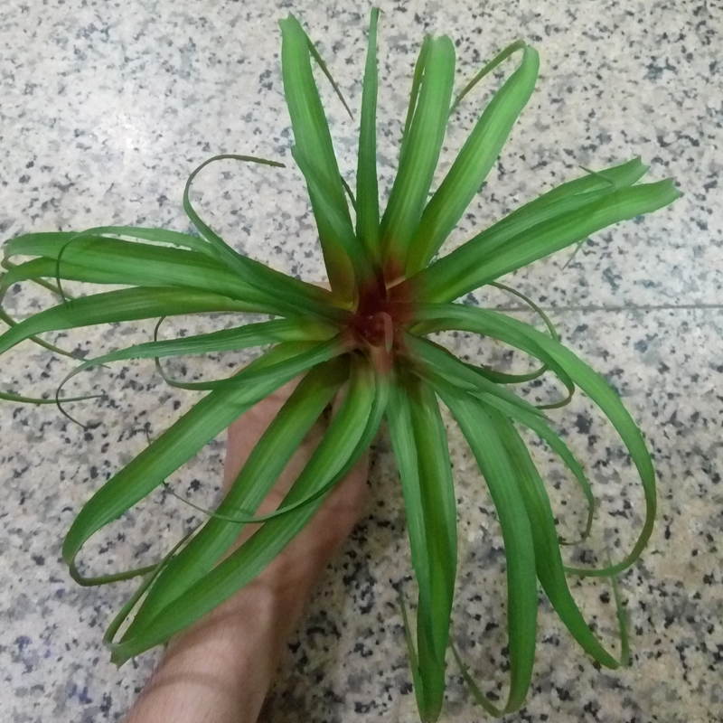 仿真植物超萌装饰花仿真植物