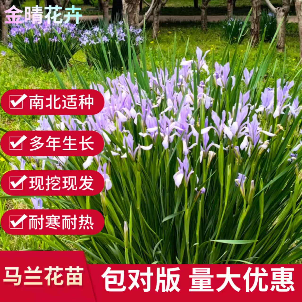 马兰花苗耐寒好养多年生