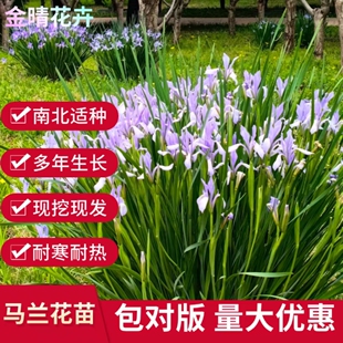 马兰花苗马蔺花耐寒宿根花卉庭院阳台四季好养易活多年生绿化花苗