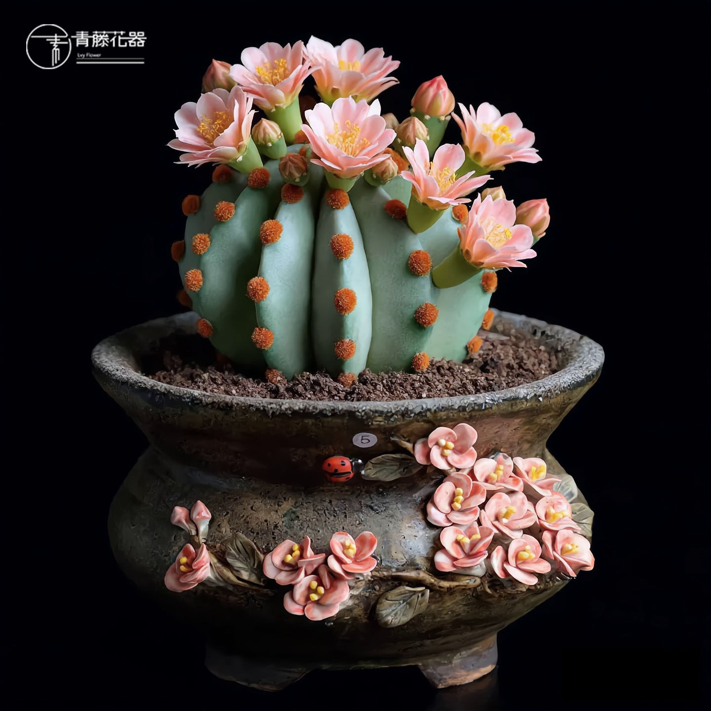 青藤手工韩式多肉花盆群生大口径盆麦饭石粗陶多肉壶绿植肉锥拼群