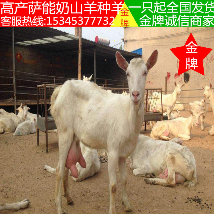 Live dairy goat living thing Goat milk Pregnant Ewe Lamb Thoroughbred Ram Guanzhong High yield Goat milkin the Livestock/Aquaculture supplies , Livestock/Aquaculture Service , Livestock/Aquaculture Technical Services  category - from Buy2taobao.com to provide professional Taobao agent buy service