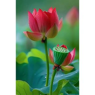 荷花贴画粉色白莲花荷花叶荷塘自然风景海报贴画装饰画卫生间墙面