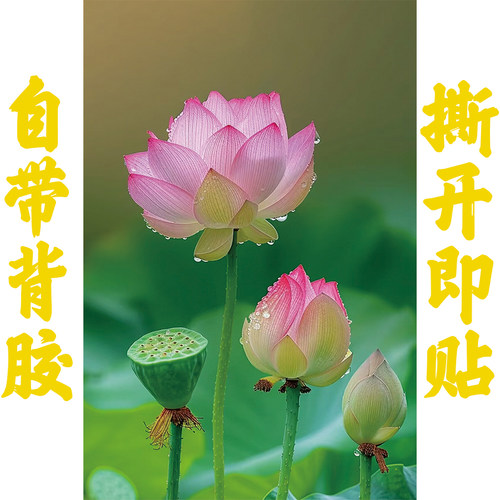 清新荷花贴画客厅卧室宿舍