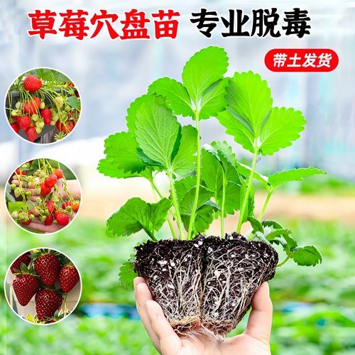四季草莓苗穴盘苗盆栽带土奶油隋珠红颜苗果苗南北阳台种植好养