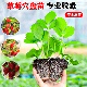 四季 草莓苗穴盘苗盆栽带土奶油隋珠红颜苗果苗南北阳台种植好养