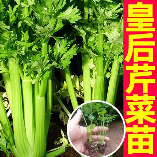 寿光皇后西芹苗秧四季种植味更浓大肉西芹种子阳台小院盆栽带土球