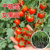 千禧圣女果苗秧瀑布小番茄苗樱桃西红柿苗矮生黄色四季 盆栽蔬菜苗