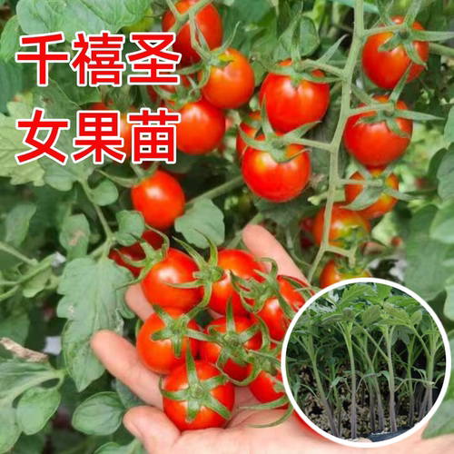 千禧圣女果苗秧瀑布小番茄苗樱桃西红柿苗矮生黄色四季盆栽蔬菜苗