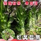 红皮莴苣苗秧苗超长青皮莴笋苗香莴笋苗盆栽阳台蔬菜莴苣秧