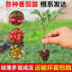 蔬菜苗番茄秧苗圣女果苗辣椒苗老品种西红柿各种茄子秧苗四季 种植