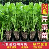 皇后西芹苗四季 蔬菜苗芹菜秧苗西芹苗阳台盆栽庭院 小香芹苗四季