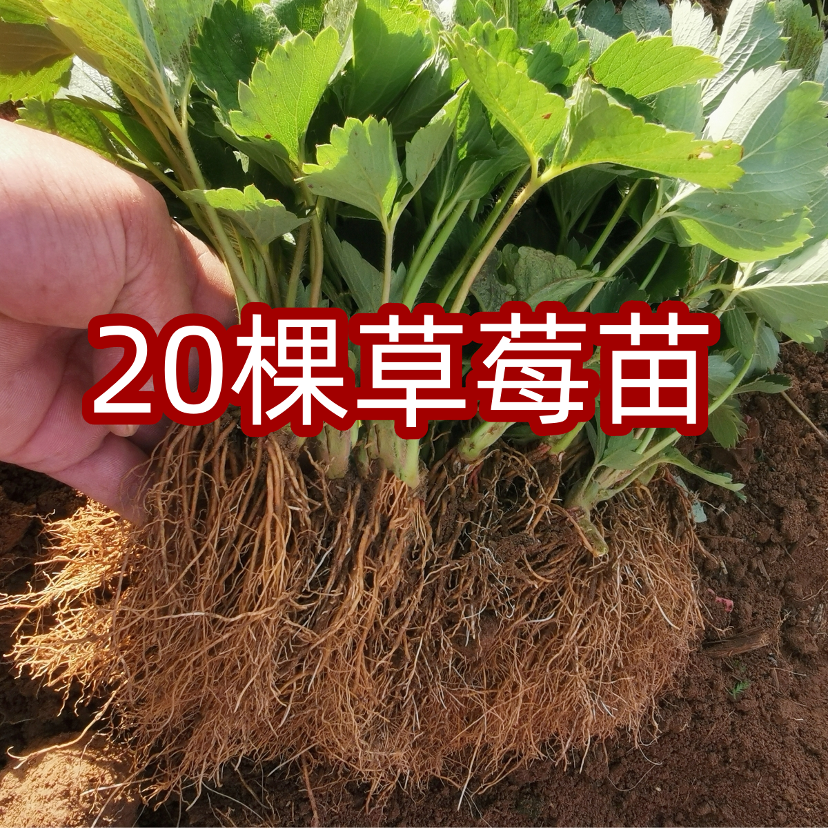 四季草莓苗奶油盆栽食用带土带盆牛奶露天草莓秧苗种籽子带花带果