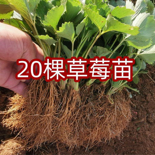 四季草莓苗奶油盆栽食用带土带盆牛奶露天草莓秧苗种籽子带花带果