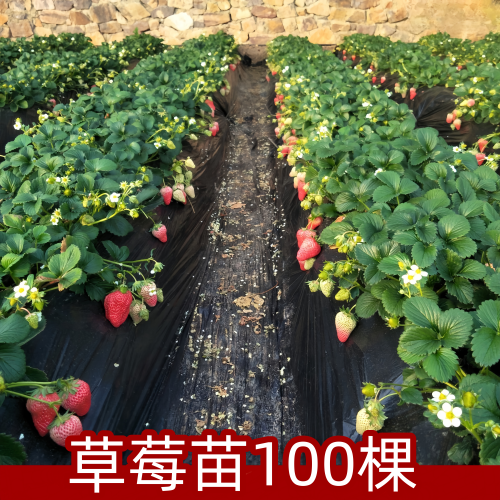 100棵草莓苗奶油红颜盆栽食用带土带盆牛奶果树草莓秧苗种籽