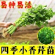 四季 小香芹苗芹菜苗实芹皇后西芹山芹幼苗秧苗西芹苗盆栽带土