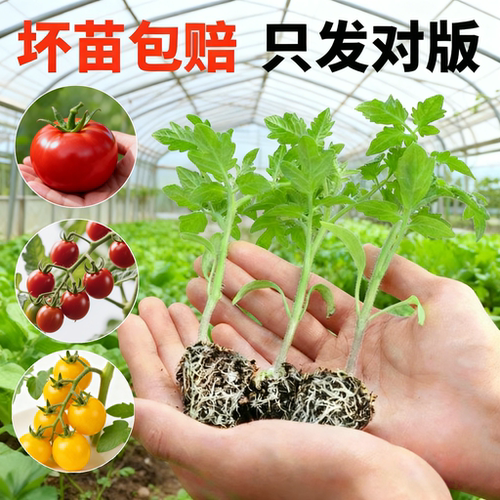 千禧圣女果苗小番茄苗
