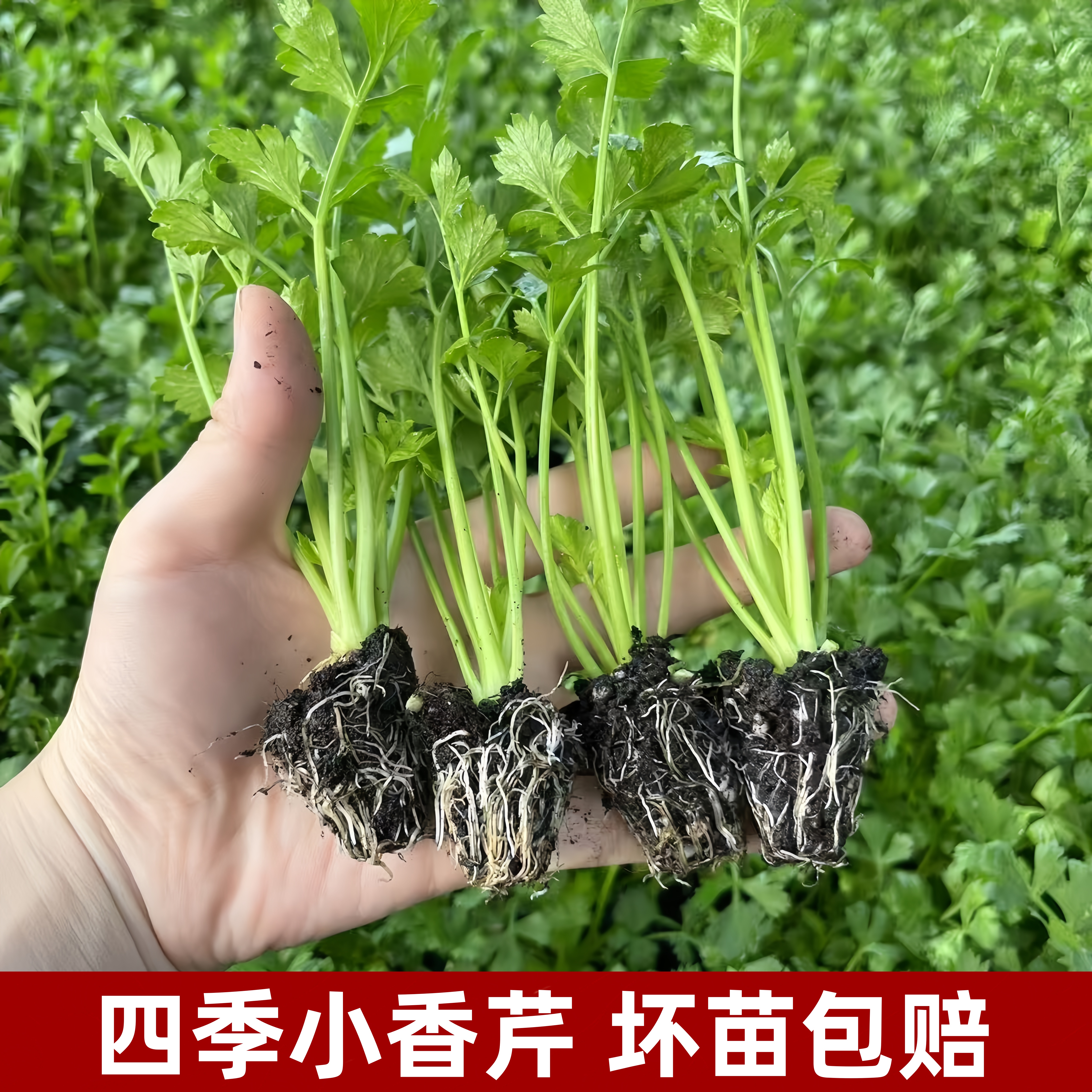 四季小香芹菜苗家庭阳台庭院