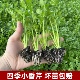 四季 小香芹菜苗秧苗老品种籽家庭阳台庭院种植蔬菜盆栽