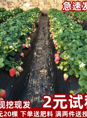 四季草莓苗奶油红颜盆栽食用带土带盆牛奶果树草莓秧苗种籽子带土