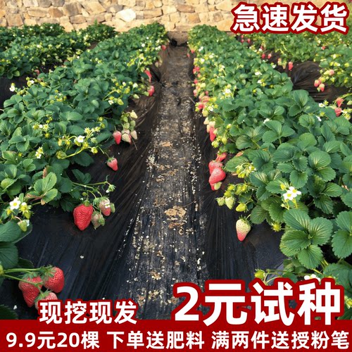 四季草莓苗奶油红颜盆栽食用带土带盆牛奶果树草莓秧苗种籽子带土