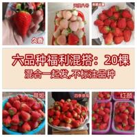 Four Seasons Strawberry Seedling Cream Potted Edible Red Beauty Zhangji Milk Open-air Strawberry Seedling Seeds x thumbnail 6