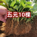 草莓苗奶油盆栽食用带土牛奶露天草莓秧苗种籽子裸根苗 四季