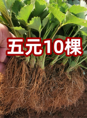 四季草莓苗奶油盆栽食用带土带盆牛奶露天草莓秧苗种籽子带花带果