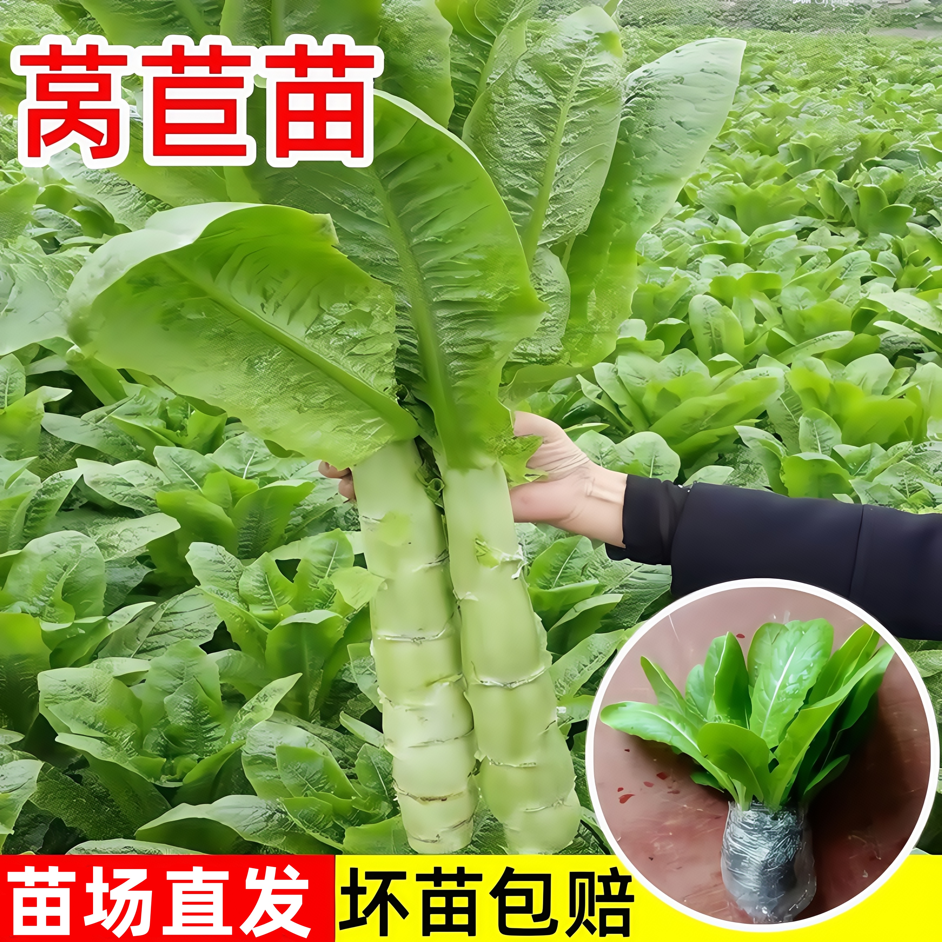莴苣秧莴苣苗青皮种植简单