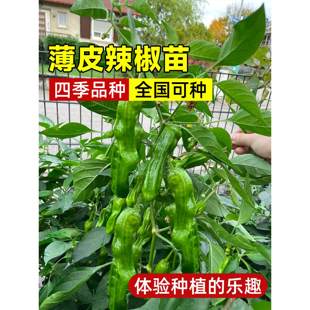 薄皮辣椒苗春季易种菜椒图片