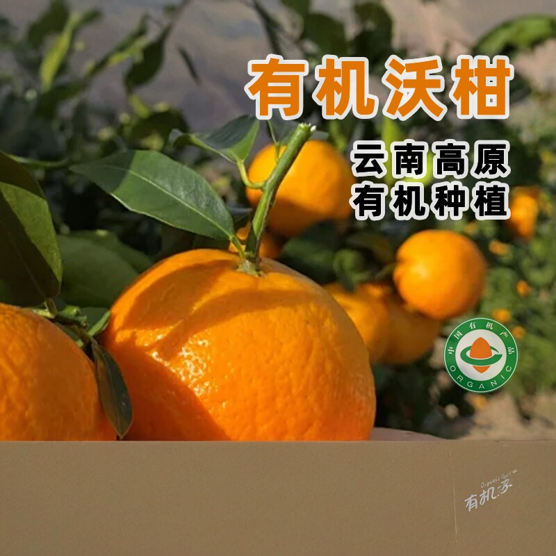素方舟云南高原有机沃柑新鲜现摘橘子原生态水果孕妇无农残无化肥