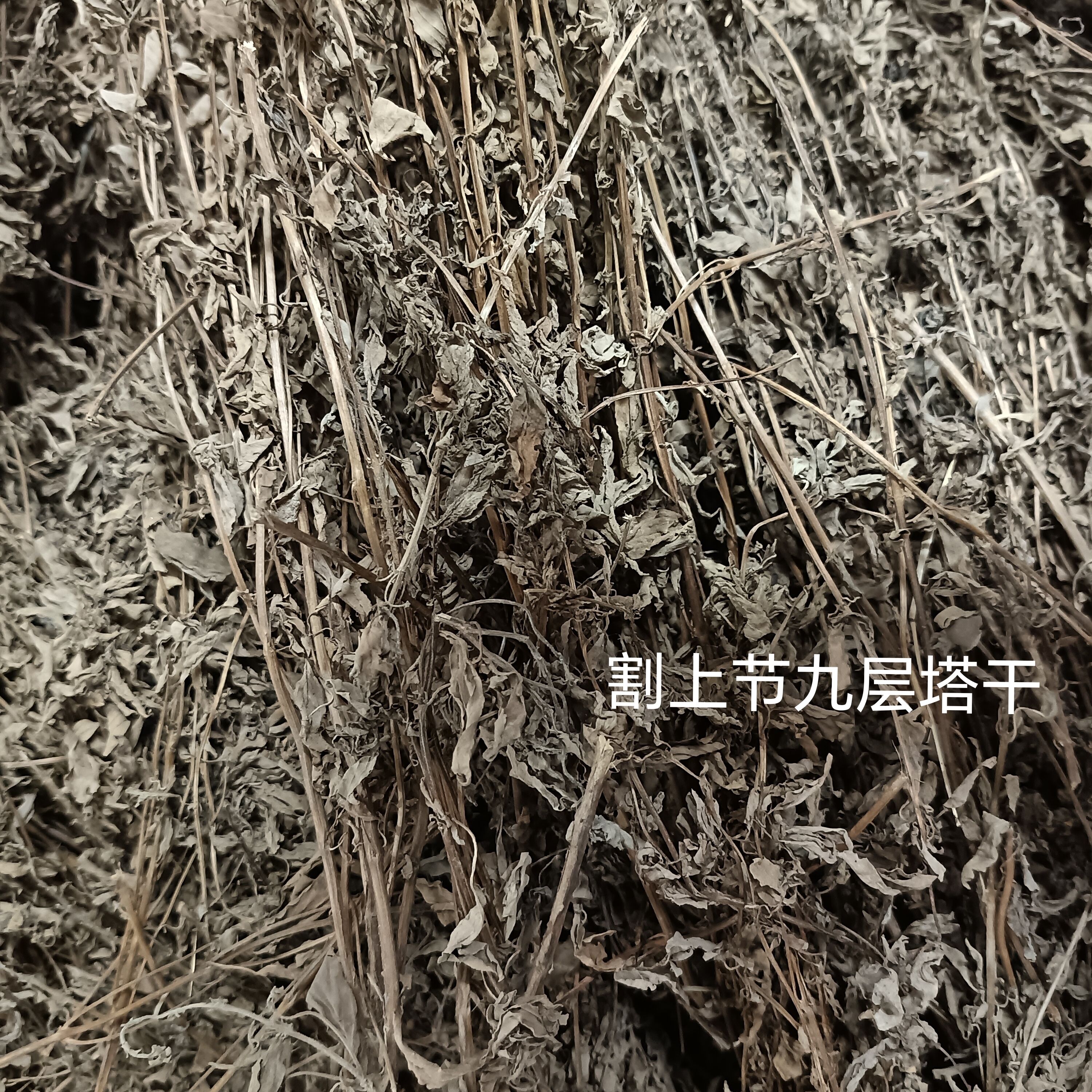 干九层塔金不换香罗勒叶冬阴功商用家用割取上节晒干无添加无电焙