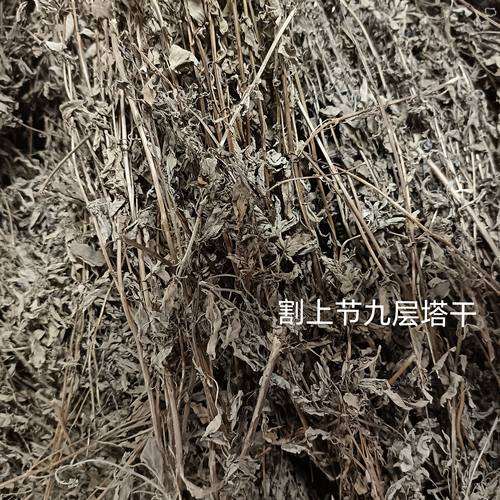 干九层塔金不换香罗勒叶冬阴功商用家用割取上节晒干无添加无电焙