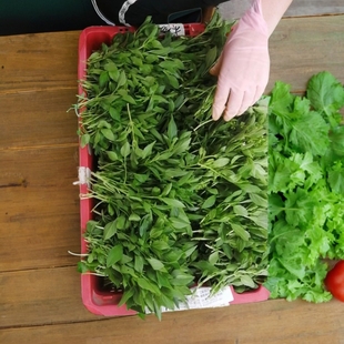 九层塔新鲜食用金不换味香罗勒叶冬阴功抛肉饭三杯鸡食材商用家用