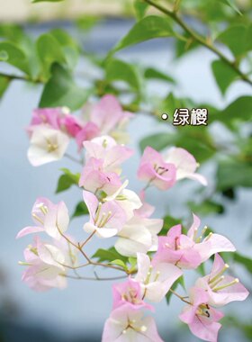 三角梅漳红婴绿婴盆栽带花庭院爬藤老桩树苗四季开花