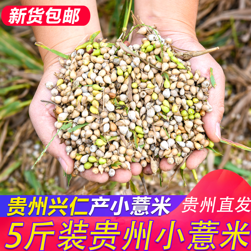 小粒生薏米5斤贵州兴仁小薏米仁新货湿500g*5独立包装去山区气祛 粮油调味/速食/干货/烘焙 薏米 原图主图