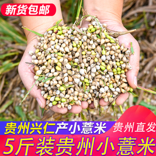 5独立包装 小粒生薏米5斤贵州兴仁小薏米仁新货湿500g 去山区气祛